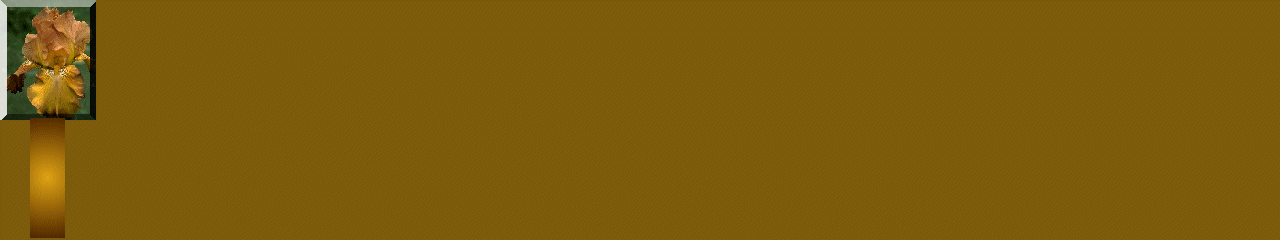 GOLDORCHID