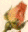 rose2