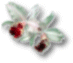 rightflower