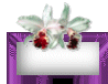 plainbutton