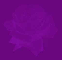 Purple Rose Set #2